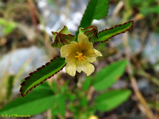 {Sida spinosa}